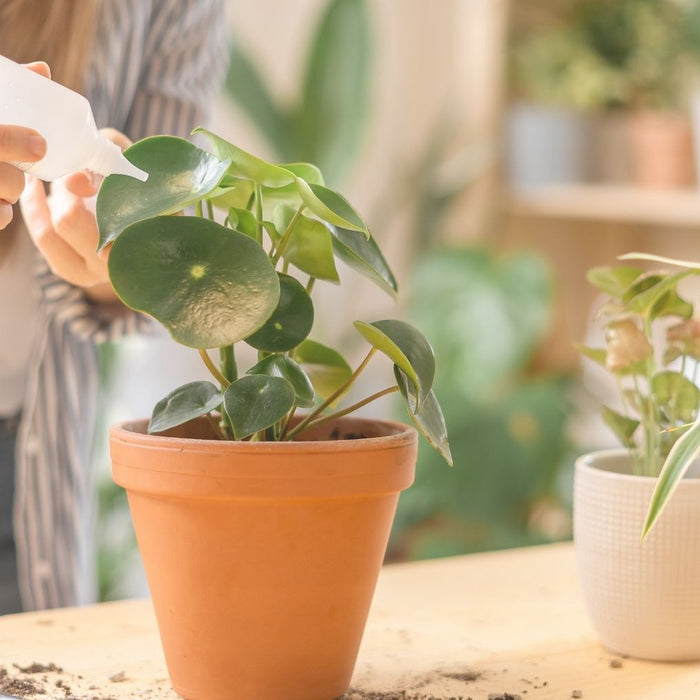 Top 10 gardening tips for beginners