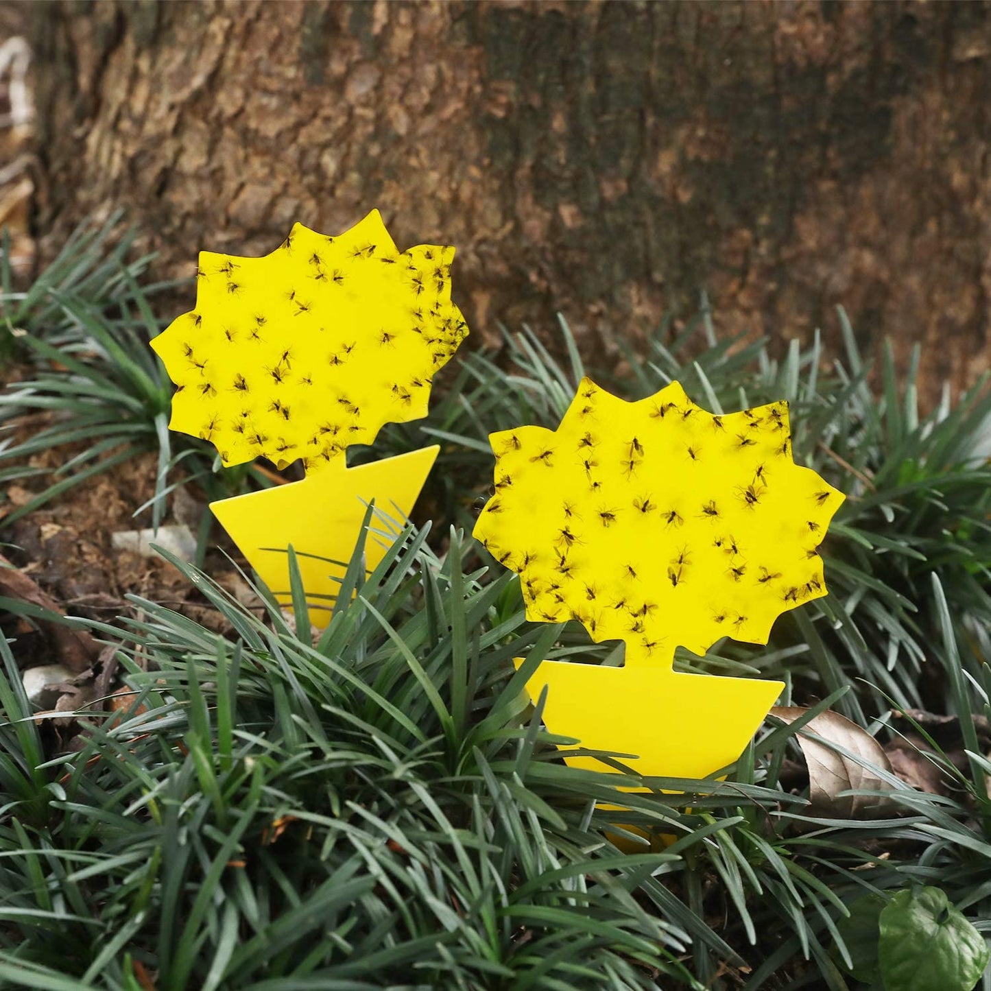 Yellow Sticky Fruit Fly Traps - Sunflower Shape | Garsum®