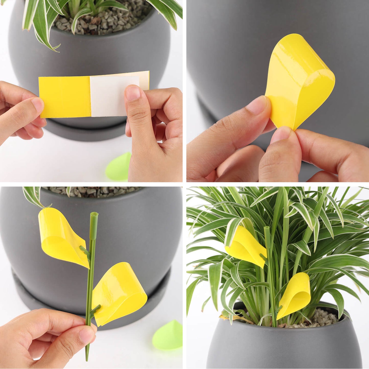 Houseplant Sticky Traps | Garsum®