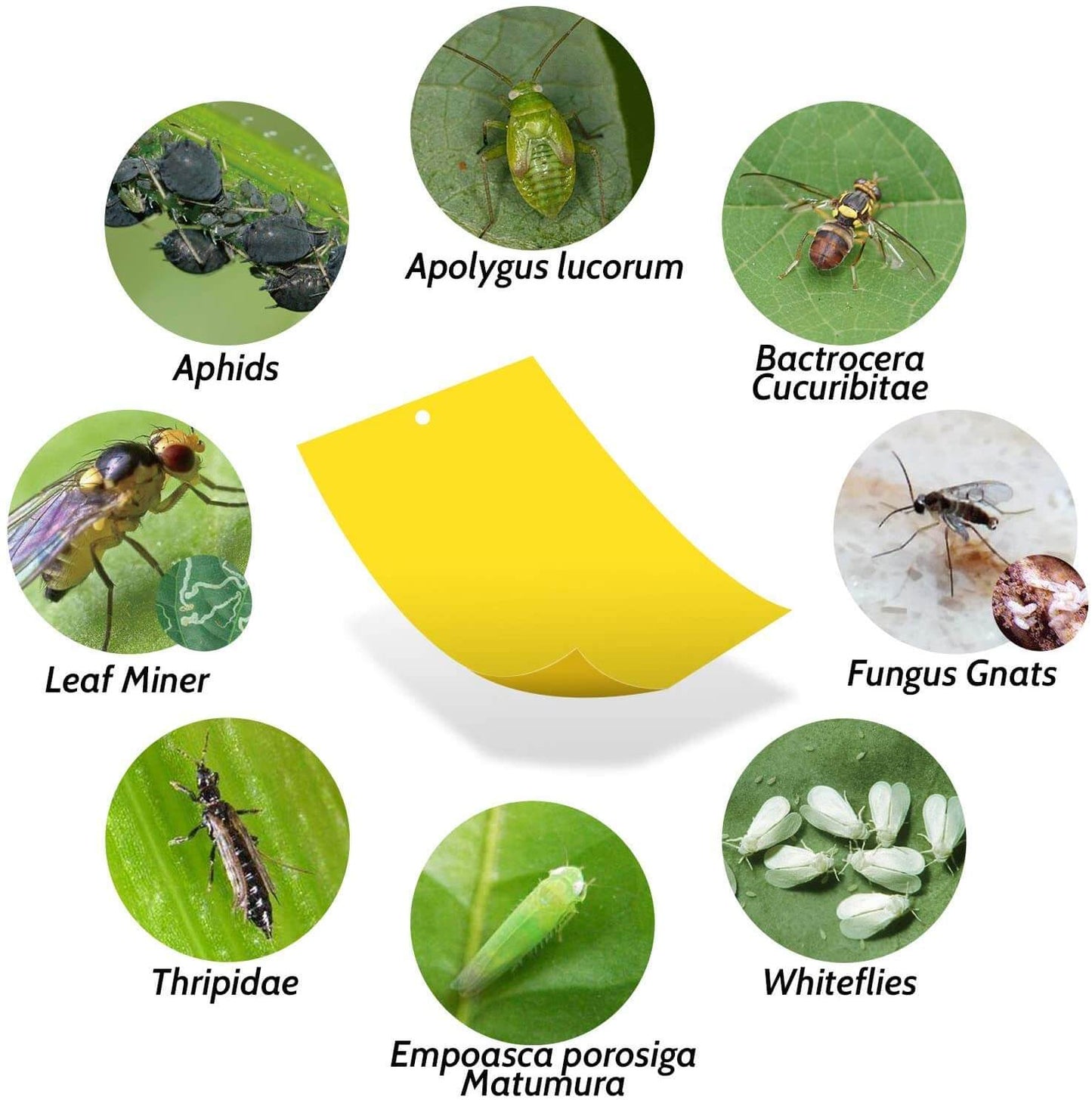 catch aphids leaf miner thripidae empoasca porosiga matumura whiteflies fungus gnats bactrocera cucuribitae