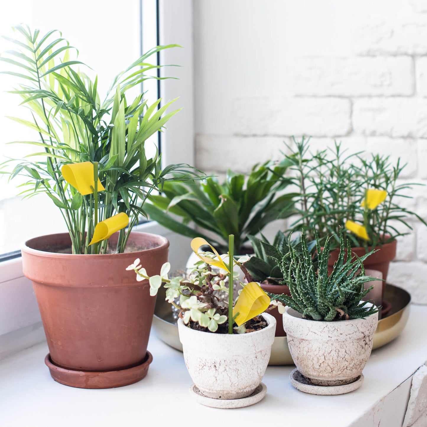 Houseplant Sticky Traps | Garsum®