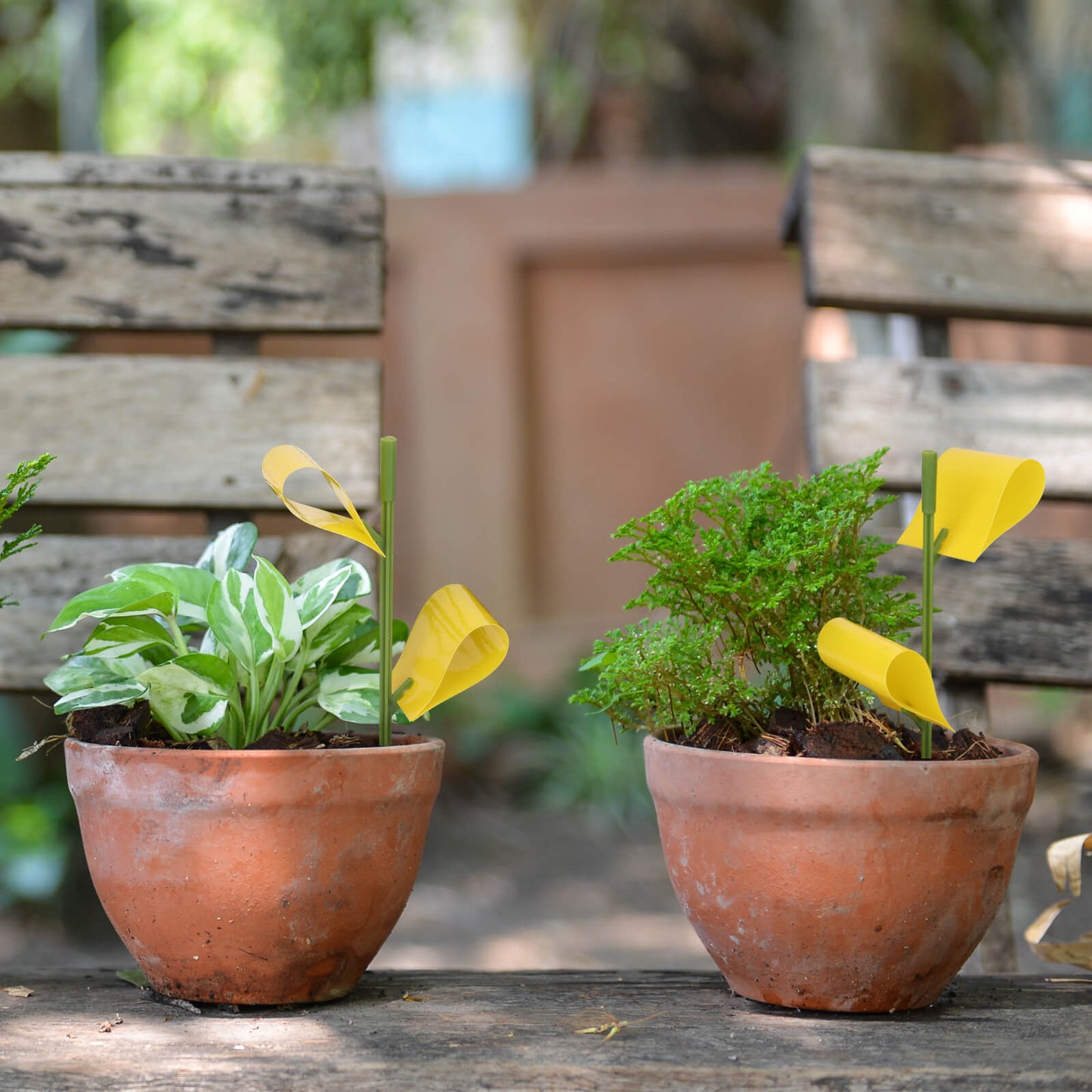 Houseplant Sticky Traps | Garsum®