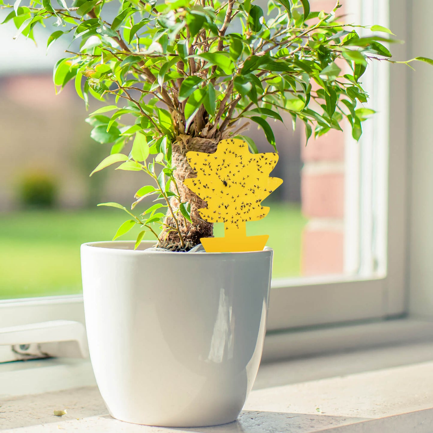 use indoor houseplant sticky trap