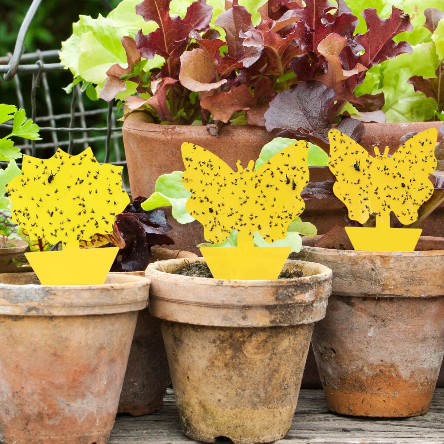 Yellow Sticky Fruit Fly Traps - Sunflower Shape | Garsum®